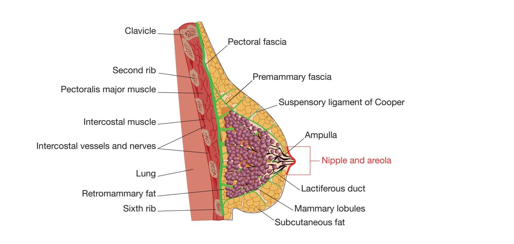 Fibroadenoma vs Breast Cancer: Key Differences You Should Know