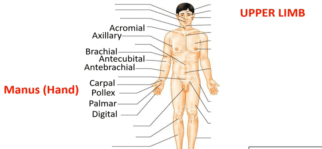 Important Surface Landmarks in the Human Body